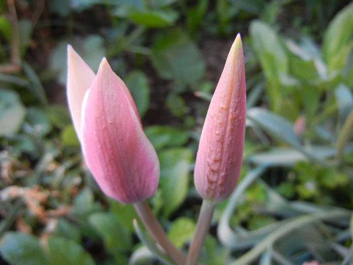 Tulipa Peppermint Stick (2013, April 20)