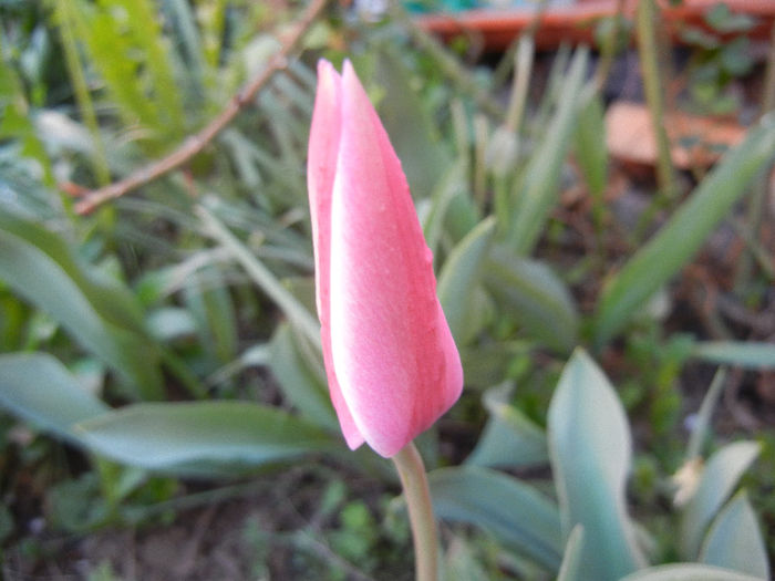 Tulipa Peppermint Stick (2013, April 20)
