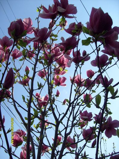 Magnolia Soulangiana Rustica Rubra