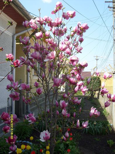 Magnolia Soulangiana Rustica Rubra