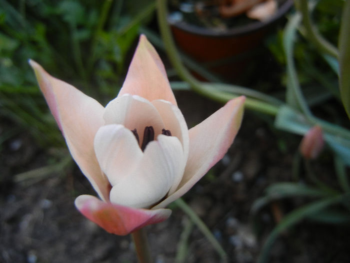 Tulipa Peppermint Stick (2013, April 20)