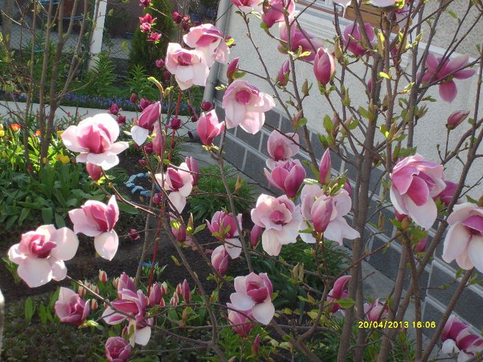 Magnolia Soulangiana Rustica Rubra