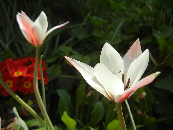Tulipa Peppermint Stick (2013, April 20) - Tulipa Peppermint Stick