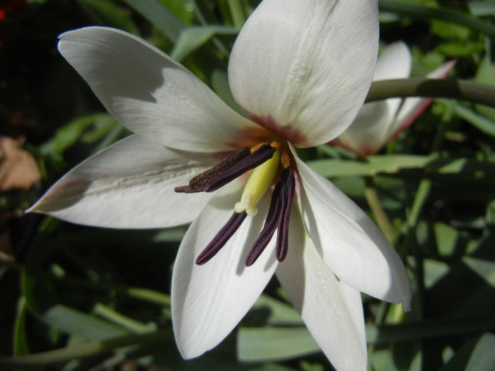 Tulipa Peppermint Stick (2013, April 20)