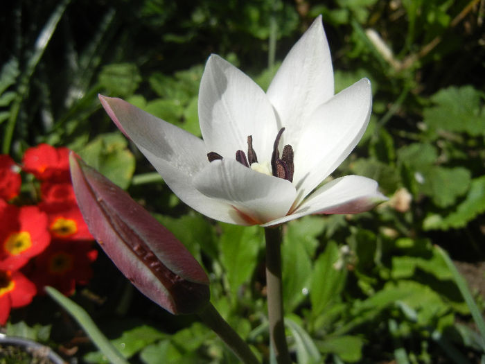 Tulipa Peppermint Stick (2013, April 20)