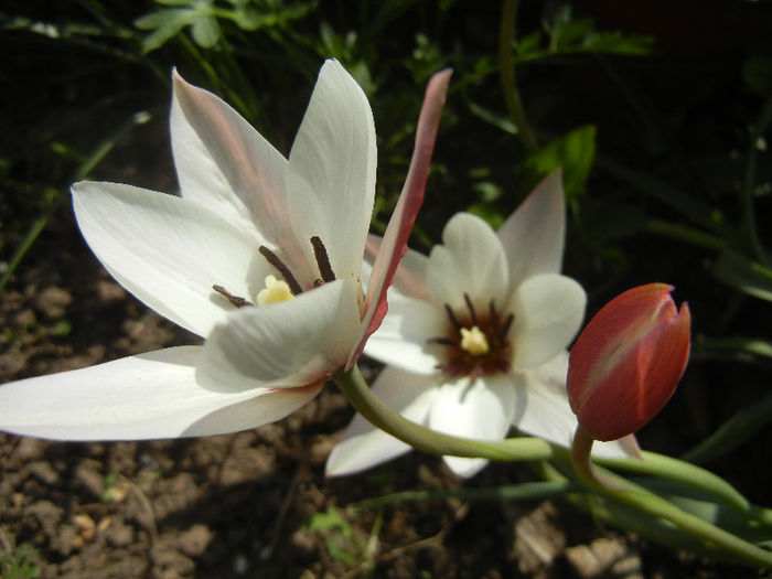 Tulipa Peppermint Stick (2013, April 20)