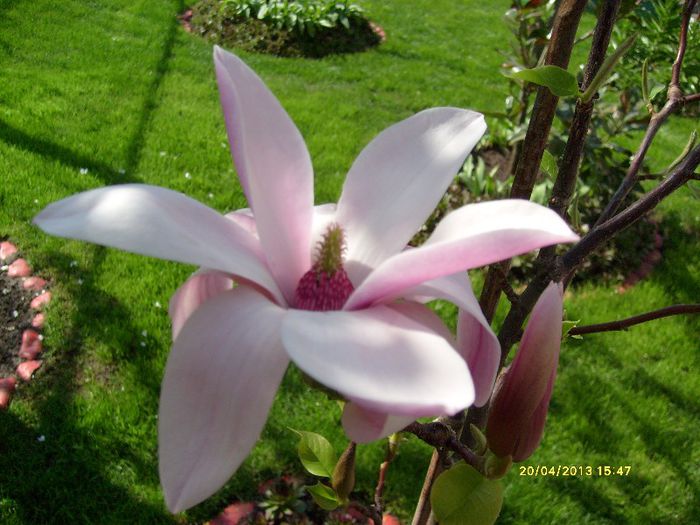 Magnolia Heaven Scent-2013