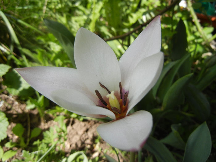 Tulipa Peppermint Stick (2013, April 20)