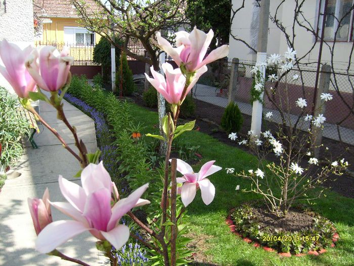 Magnolia Heaven Scent-2013 - Magnolia HEAVEN SCENT pe tulpina inalta -evolutie 2011