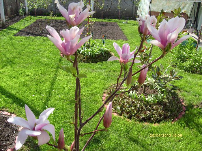 Magnolia Heaven Scent-2013 - Magnolia HEAVEN SCENT pe tulpina inalta -evolutie 2011