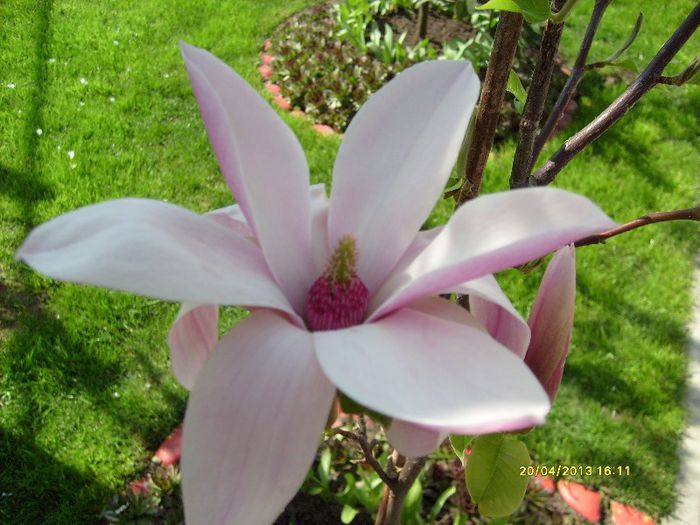 Magnolia Heaven Scent-2013