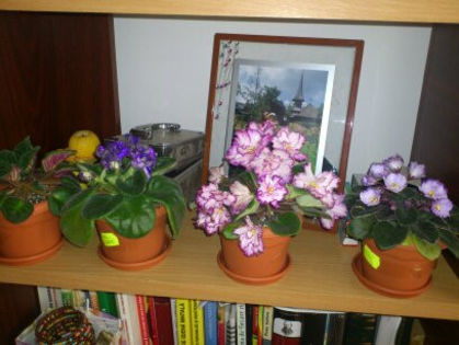 1366523156432 - Violete