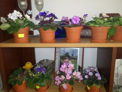 1366523178068 - Violete