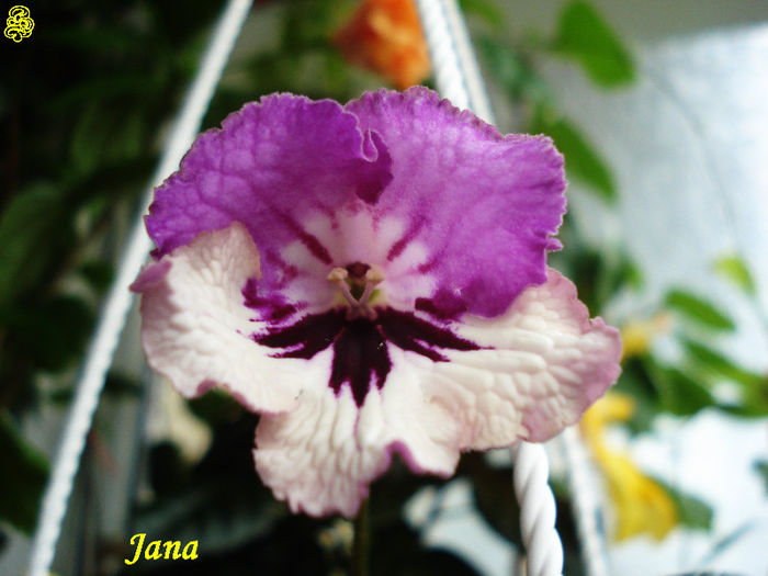 Jana (21-04-2013)