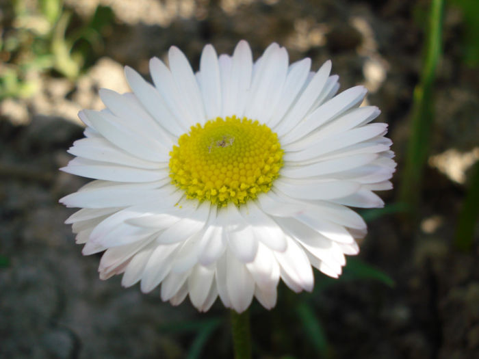 Banutei