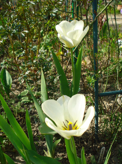 DSC02494