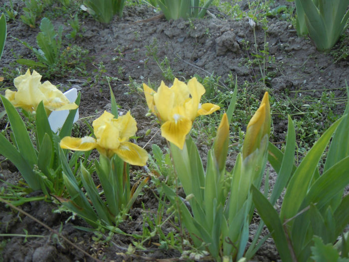 Iris pumila Baria