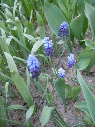 muscari latifolium - 2013 Sa vina primavara