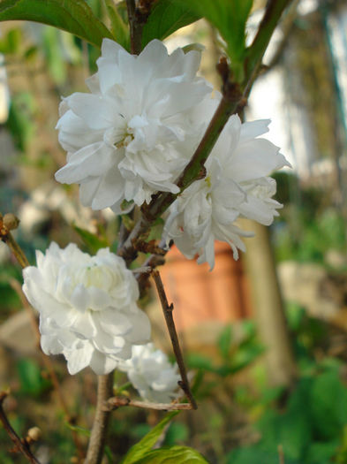 Prunus "Alba Plena"