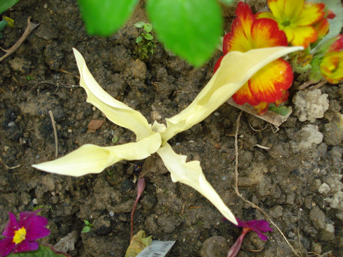 Hosta "White Feather" - Gradinuta in 2013