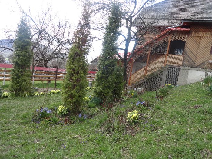 DSC05976 - gradina mea