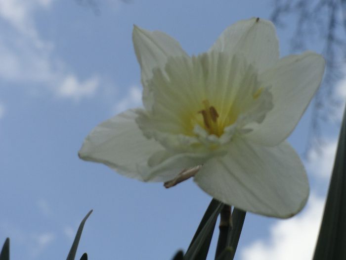 DSC05995 - gradina mea