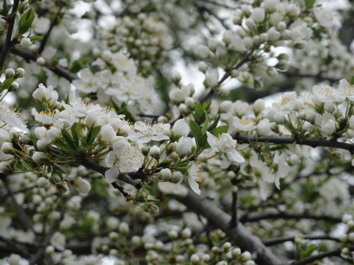 DSC06002 - gradina mea