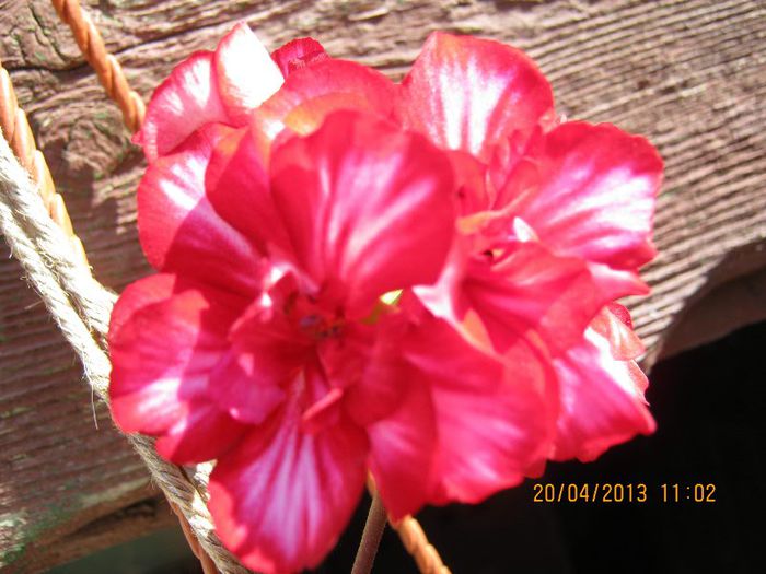 IMG_2141 - Aprilie la tara