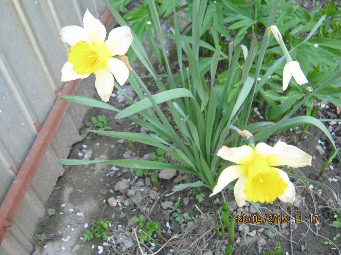 IMG_2156 - Aprilie la tara