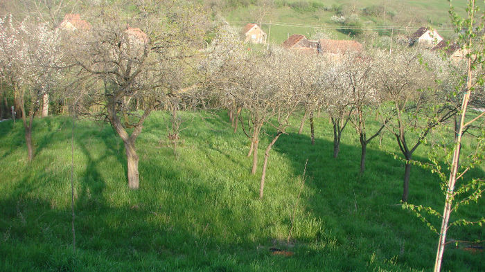 DSC02679; livada inverzita
