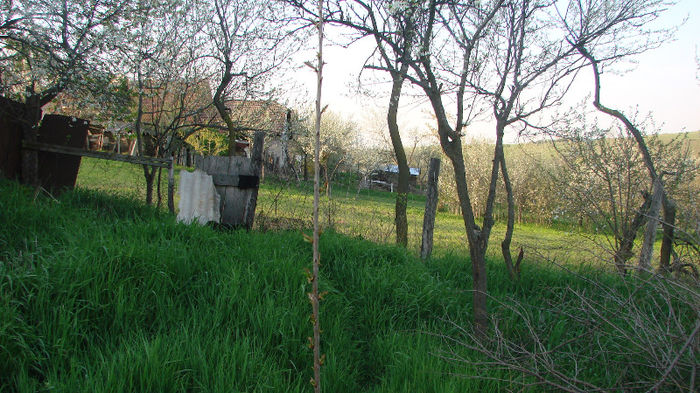 DSC02694; ciresul inmugurit
