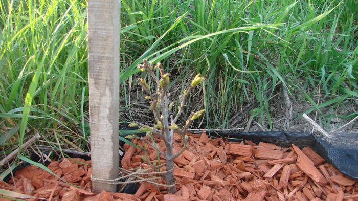 DSC02700; castan comestibil inmugurit
