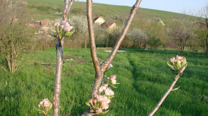 DSC02701; par inflorit
