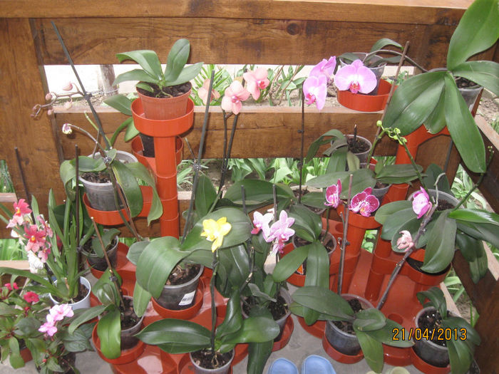 Phalaenopsis - Florile mele 2013