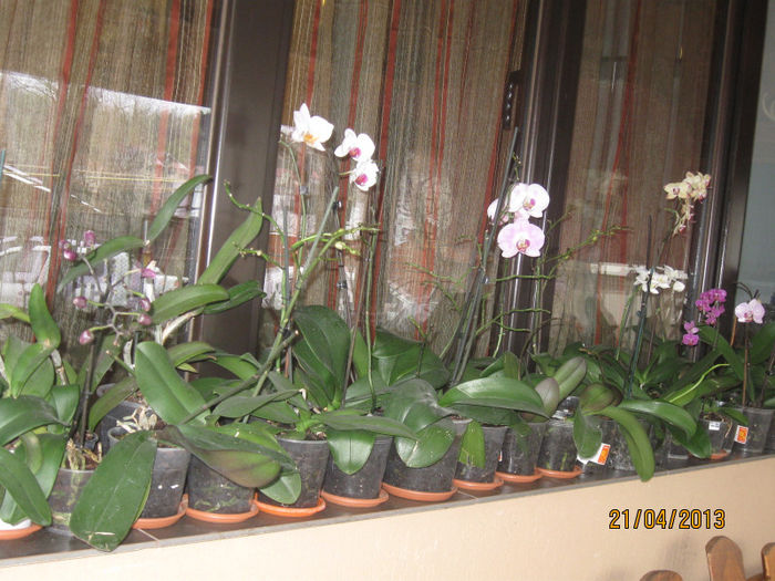 Phalaenopsis - Florile mele 2013