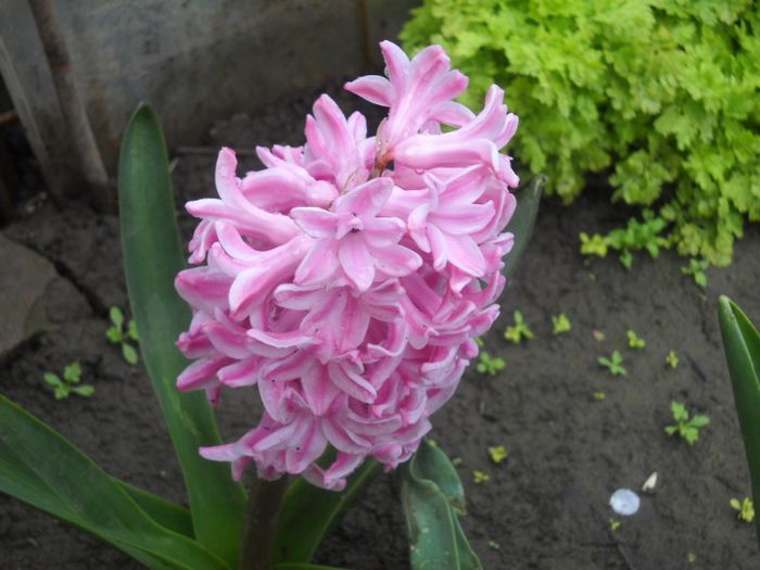 DSCN5184