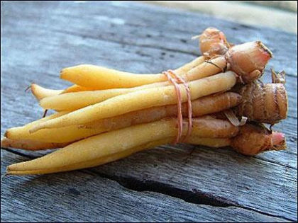 Boesenbergia pandurata - 2-de vanzare 2019-2020-SEMINTE IERBURI FOLOSITOARE SI PLANTE MEDICINALE RARE