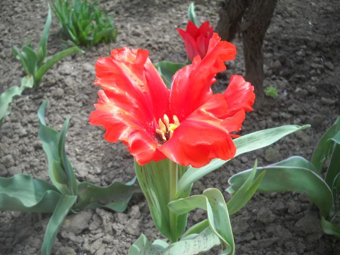 DSCN5307