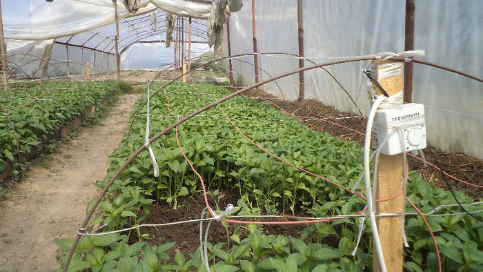 Ardei gras alb - Rasaduri 2013