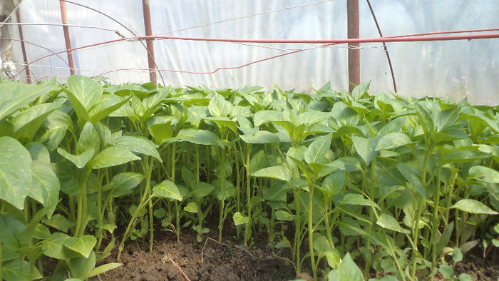 Ardei gras alb - Rasaduri 2013