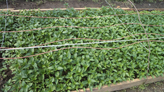 Ardei capia si gogosar - Rasaduri 2013