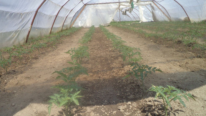 Tomatele noastre cultivate in solar - Rasaduri 2013