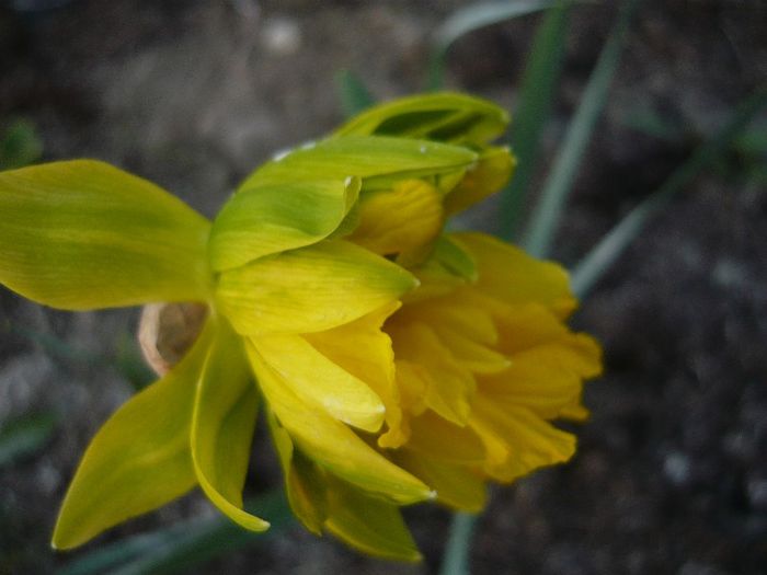 Picture 1598 - curtea primavara