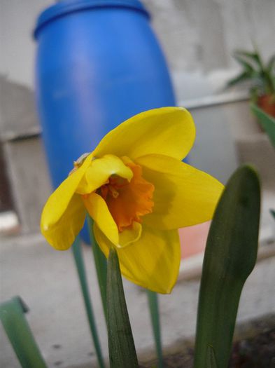 Picture 1608 - curtea primavara