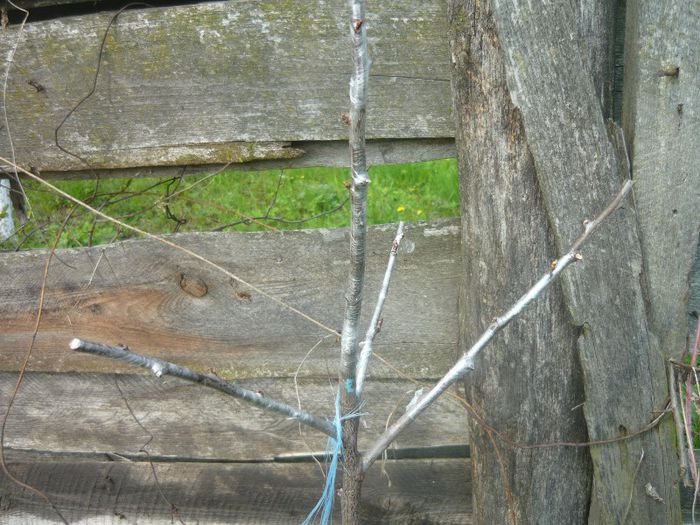 P1040578; 3 soiuri de prun si 1 cais
