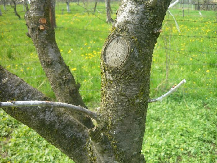 P1040581; piersic prin pruni
