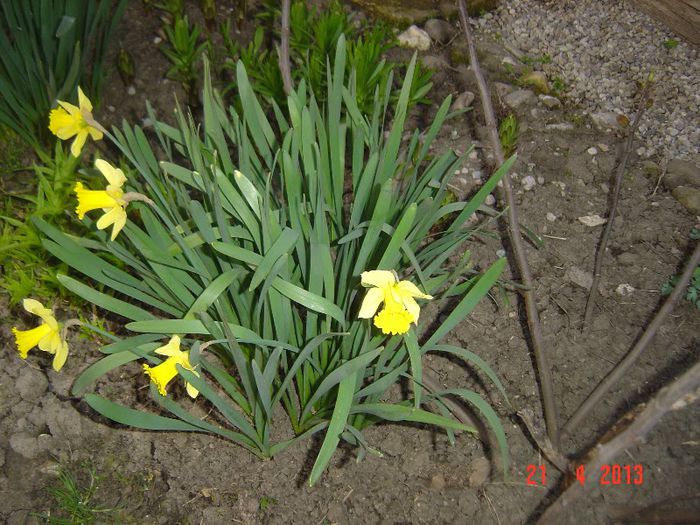 Picture 1578 - 01- 2013 FLORI DE GRADINA