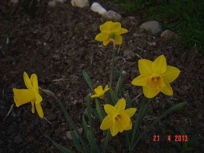 Picture 1581 - 01- 2013 FLORI DE GRADINA