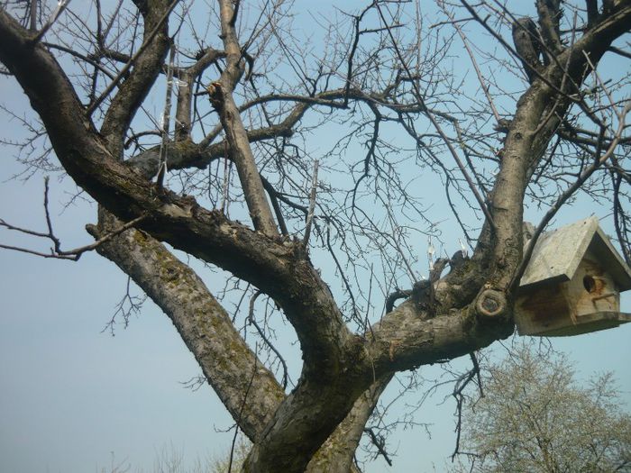 P1040588; acesta o sa devina pomul cu cele mai multe soiuri are 12 pana acum
