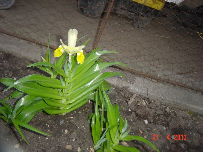 IRIS BUCHARICA